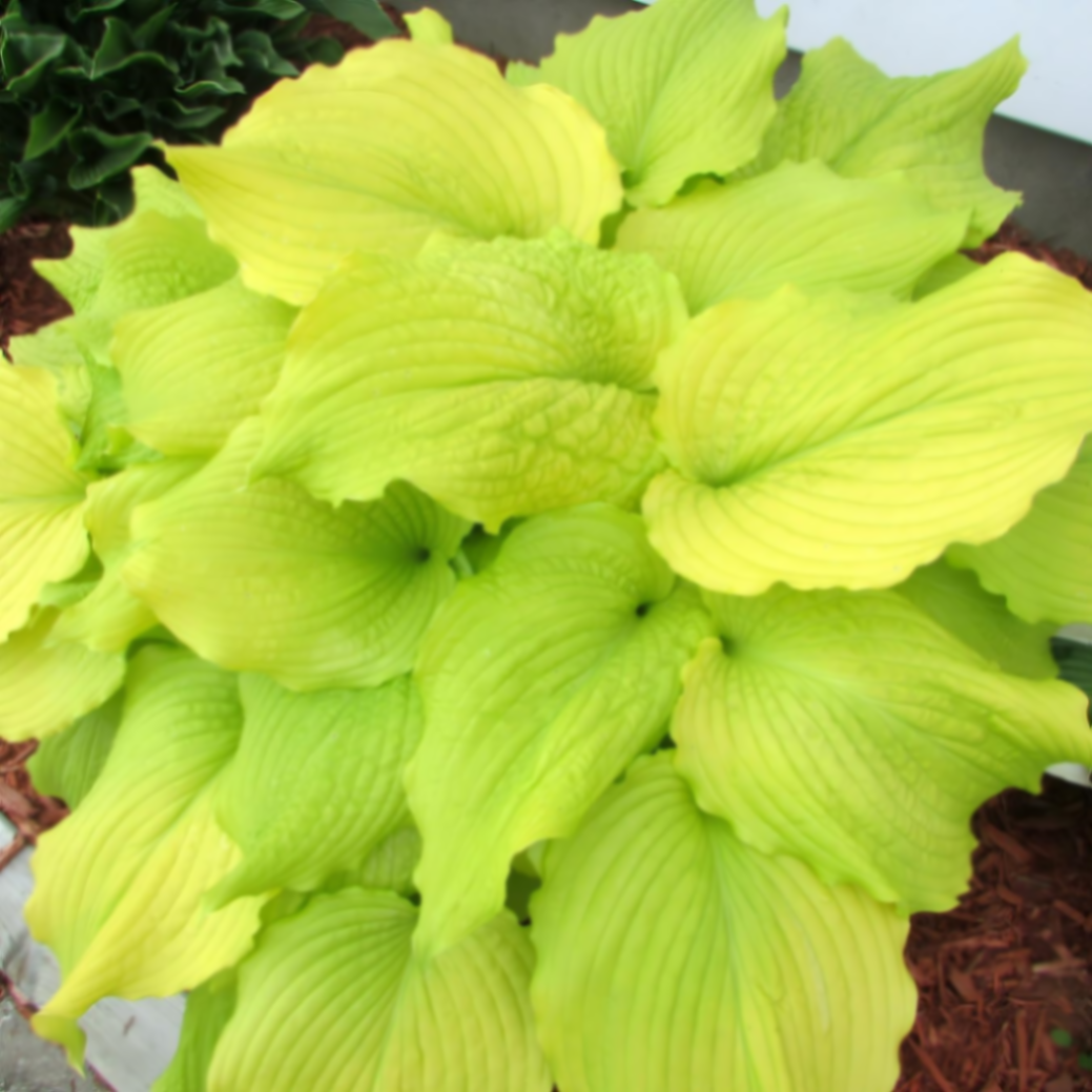 Хоста Денс Квин